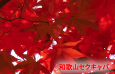 �a�̎R�Z�N�L���o�S���҂̙ꂫ�摜